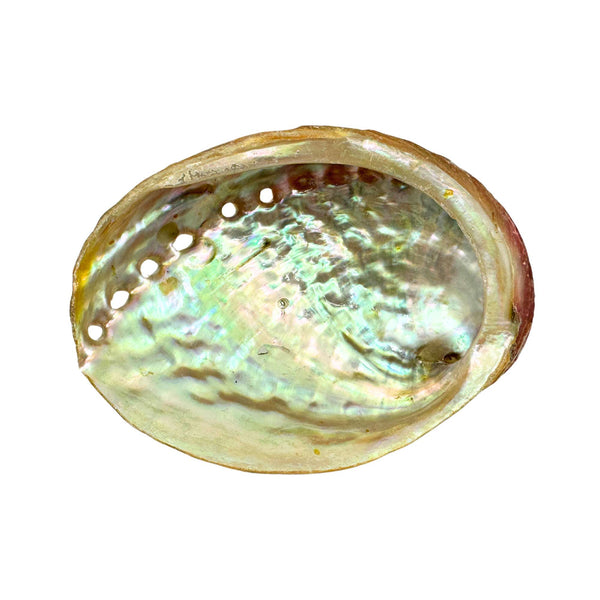 Abalone shell, smoking bowl small (9cm)