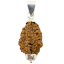 2 Mukhi Rudraksha