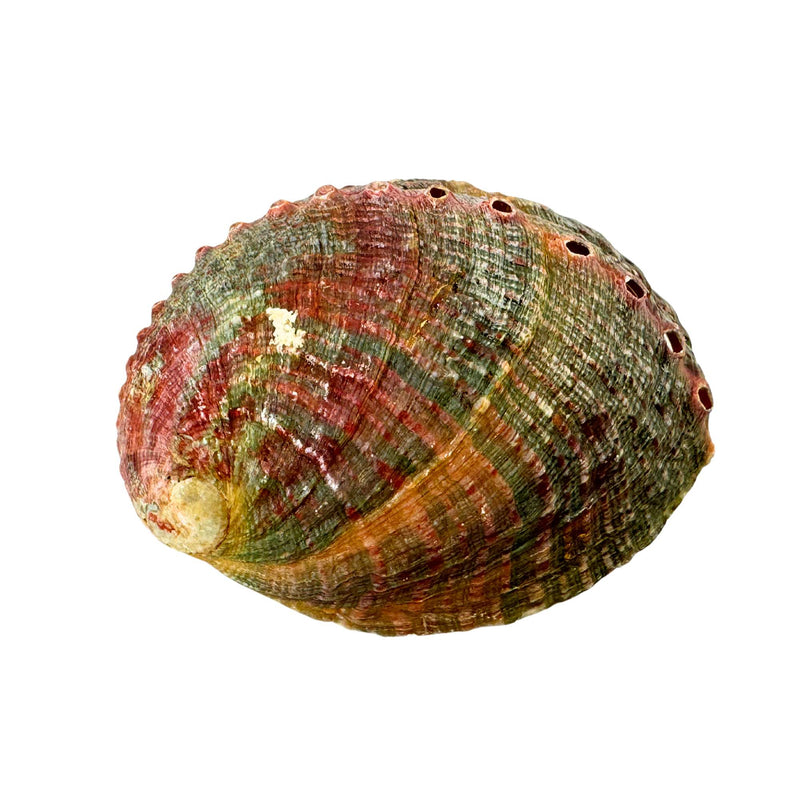 Abalone Muschel, Räucherschale klein (9cm)