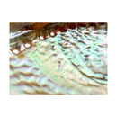 Abalone Muschel, Räucherschale klein (9cm)