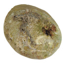 Abalone Muschel, Räucherschale mittel (12cm)