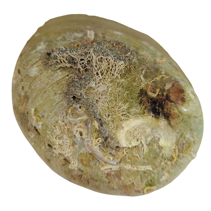 Abalone Muschel, Räucherschale groß (16cm)
