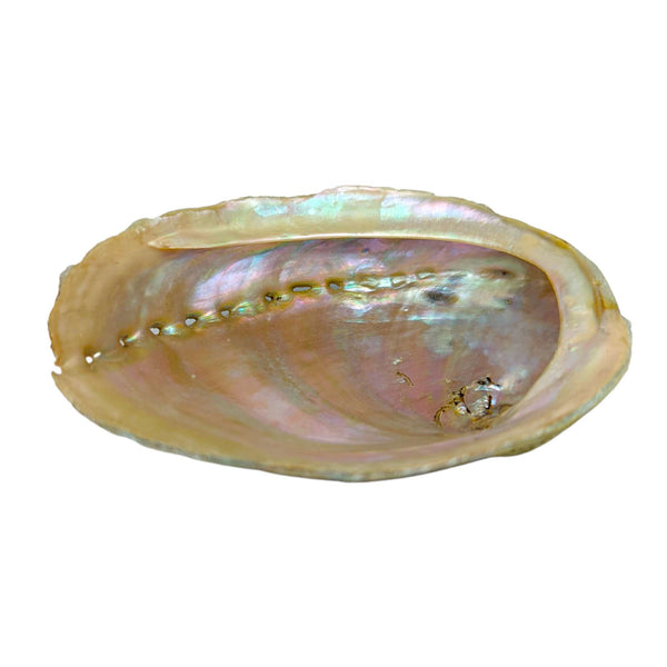 Abalone shell, incense bowl (16 cm)