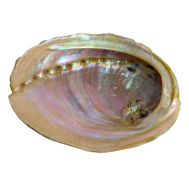 Abalone Muschel, Räucherschale mittel (12cm)