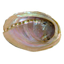 Abalone Muschel, Räucherschale groß (16cm)