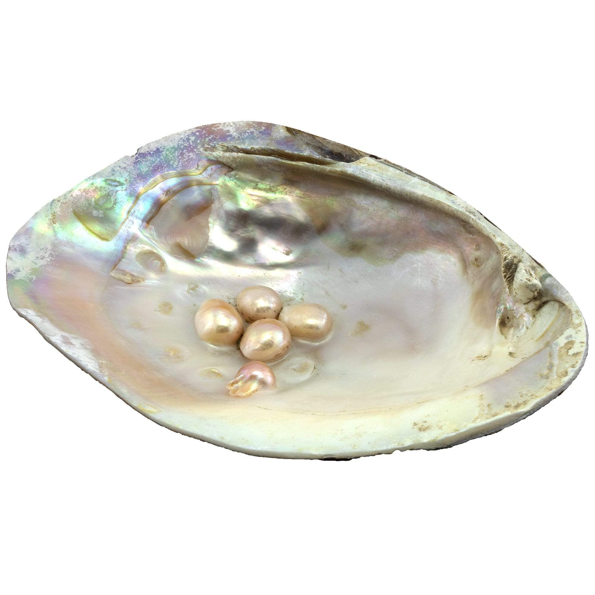 Weißer Salbei Zum Räuchern 3 Stück Abalone Musch Produktbild-Vorschau 7