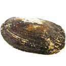 aqasha® Deko Abalone Muschel